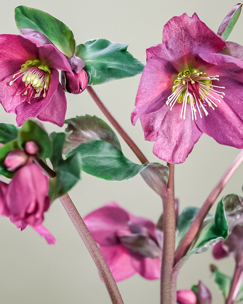 Hellebore