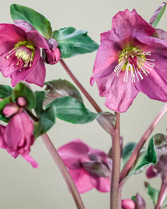 Hellebore