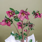 Hellebore