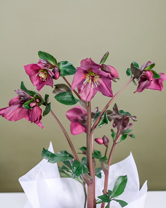 Hellebore