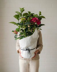 Hydrangea - Ruby Red