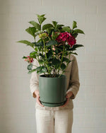 Hydrangea - Ruby Red