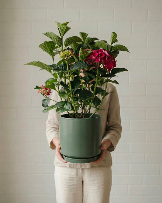 Hydrangea - Ruby Red