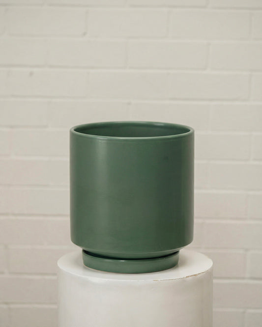 Hydrangea - Ruby Red