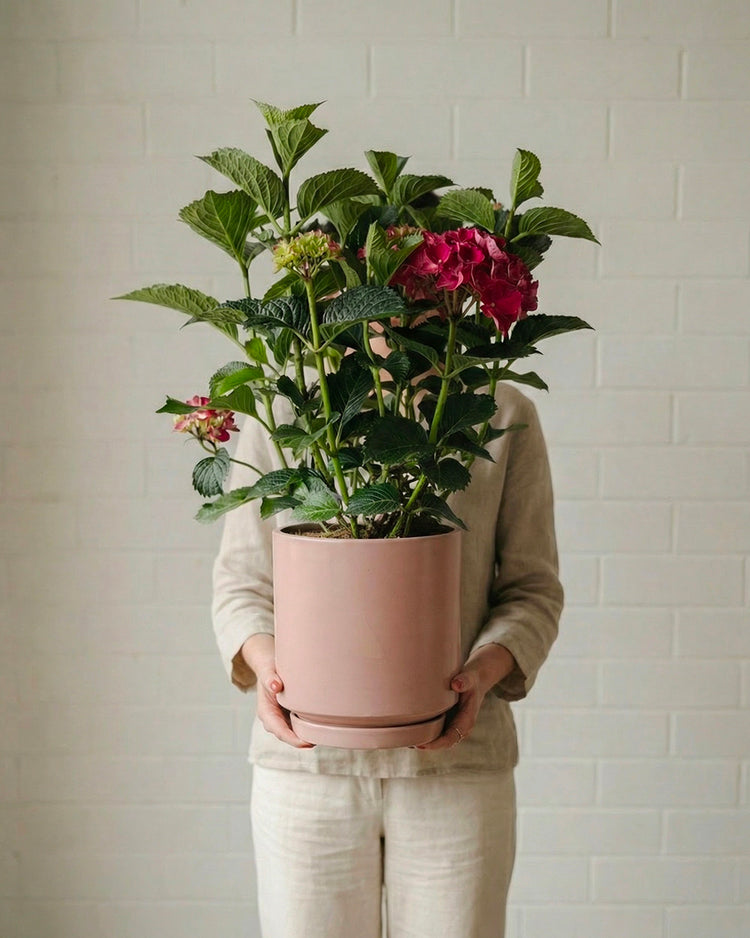 Hydrangea Ruby Red Plant | Fig & Bloom
