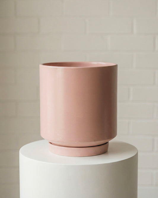 Hydrangea - Ruby Red