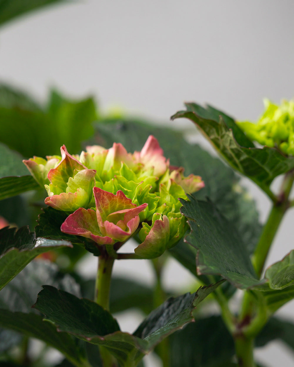 Hydrangea - Ruby Red