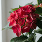 Hydrangea - Ruby Red