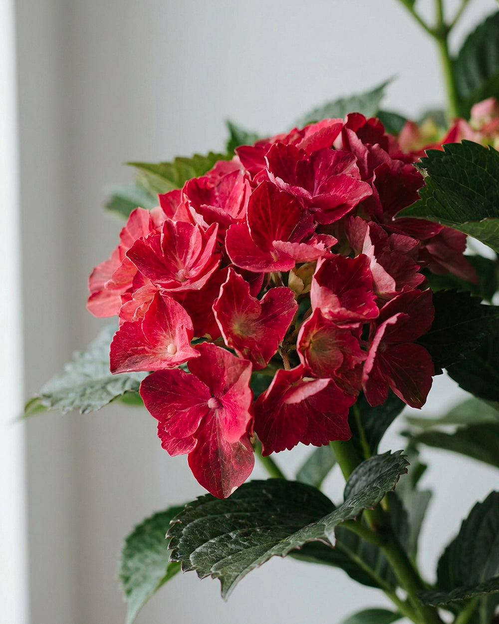Hydrangea - Ruby Red