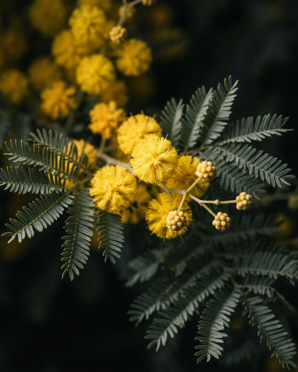 Wattle