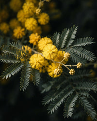 Wattle