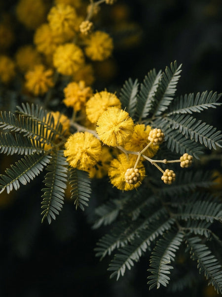 Wattle