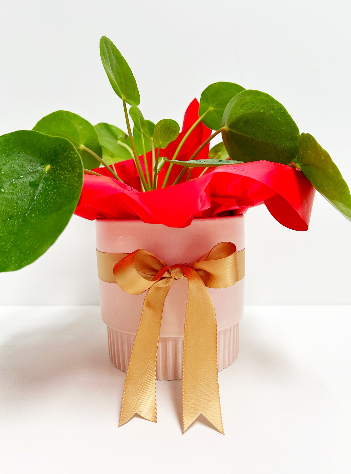 Chinese Money Plant in Pink Pot