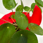 Chinese Money Plant in Pink Pot