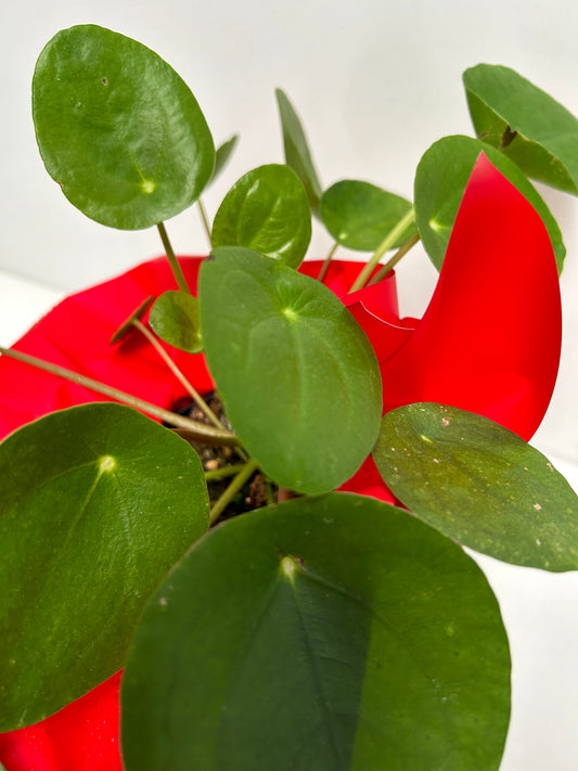 Chinese Money Plant in Pink Pot