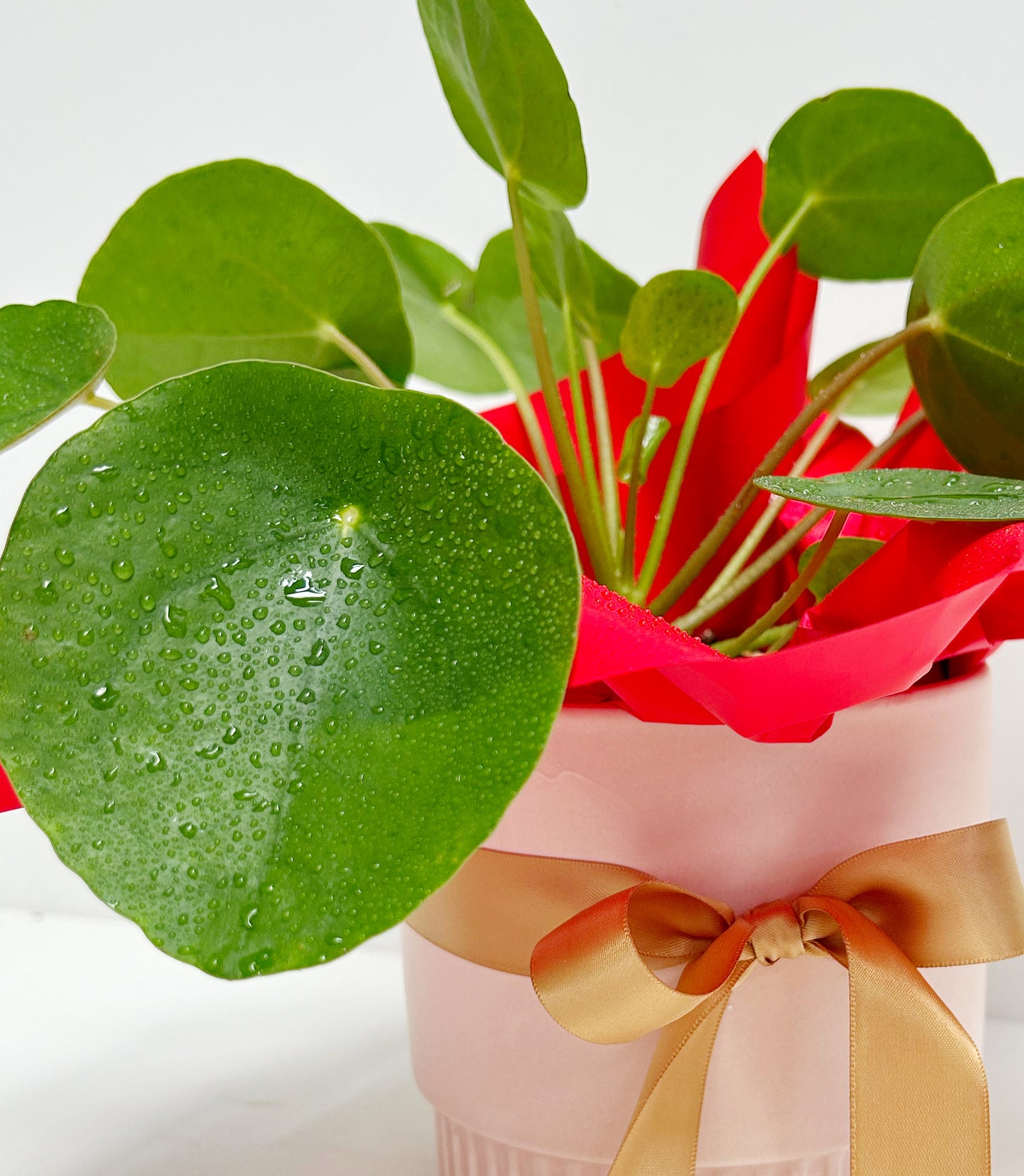 Chinese Money Plant in Pink Pot