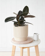 Ficus Elastica
