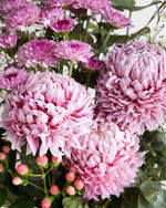 Flower Subscription - Pink Seasonal Blooms - Fig & Bloom