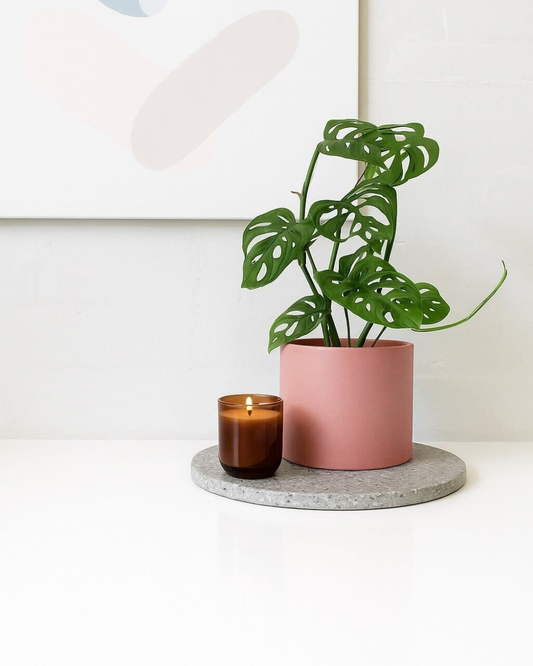 Monstera Adansonii in Pink Pot