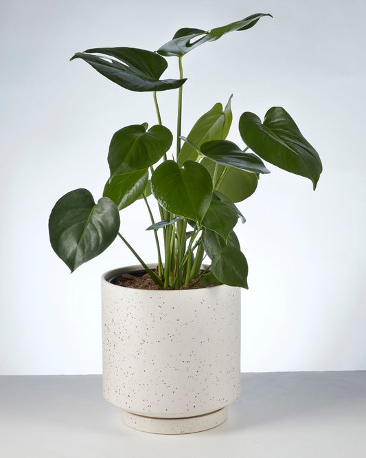 Monstera Deliciosa 240mm