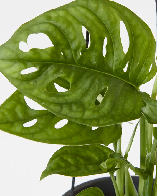 Monstera Adansonii “Monkey Mask” (95mm)