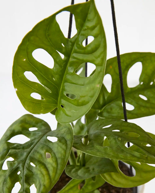 Monstera Adansonii “Monkey Mask” (95mm)