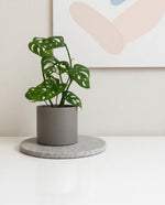 Monstera Adansonii in Grey Pot 120mm (Copy)