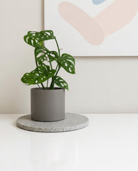 Monstera Adansonii in Grey Pot 120mm (Copy)
