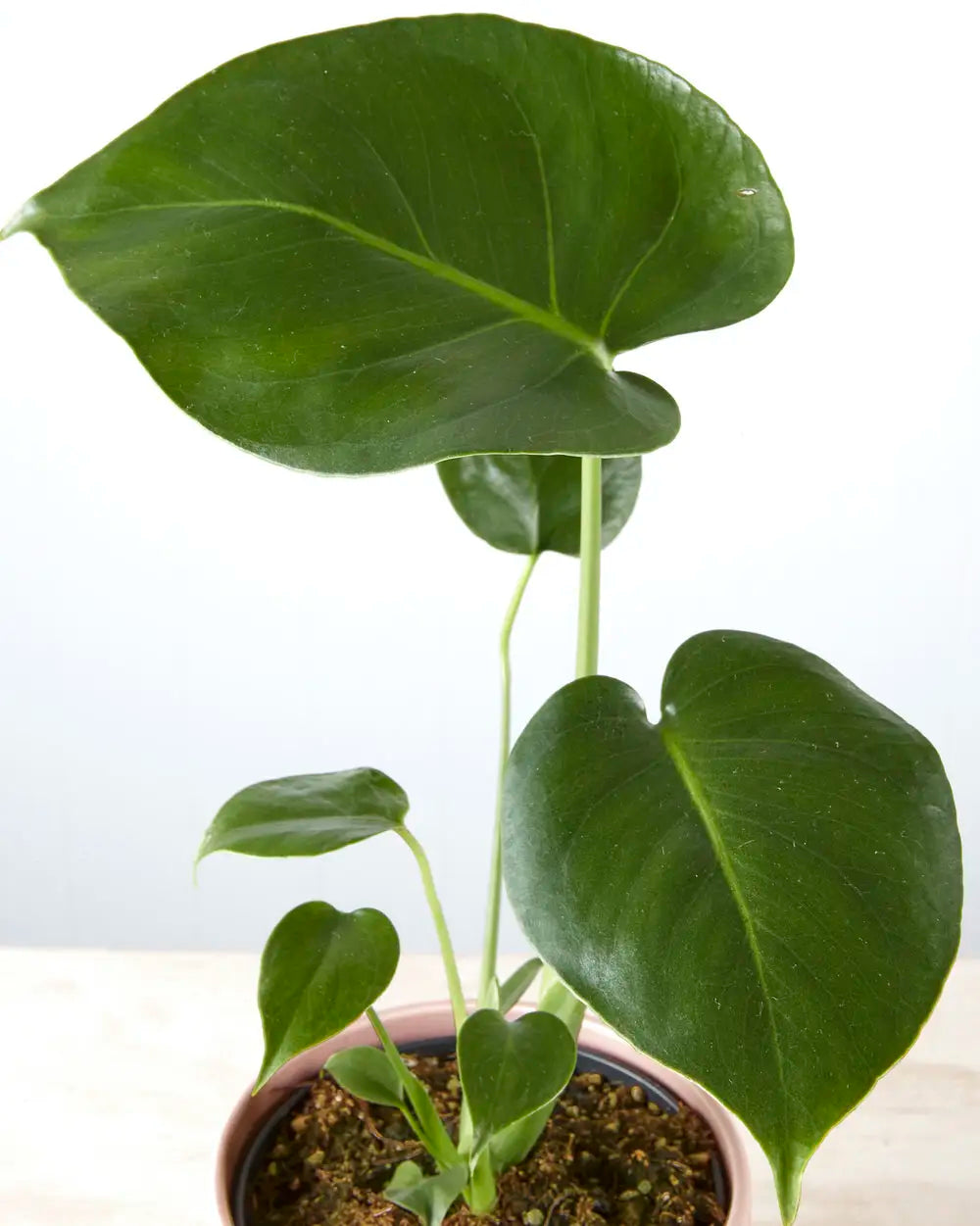 Monstera Deliciosa in Ribbed Pink Pot (120mm)