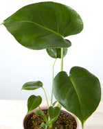 Monstera Deliciosa in Ribbed Pink Pot (120mm)