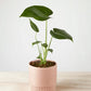 Monstera Deliciosa in Ribbed Pink Pot (120mm)