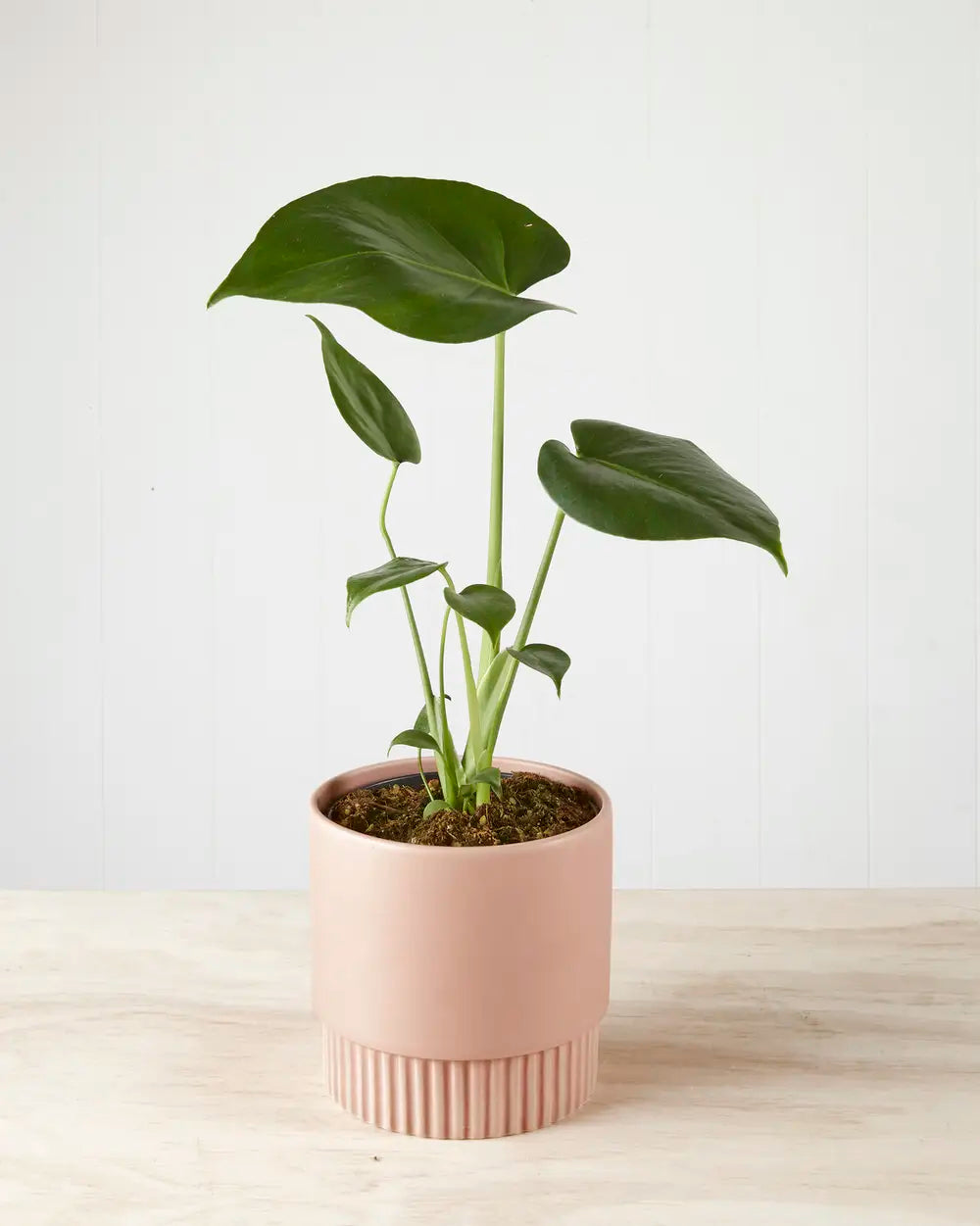 Monstera Deliciosa in Ribbed Pink Pot (120mm)