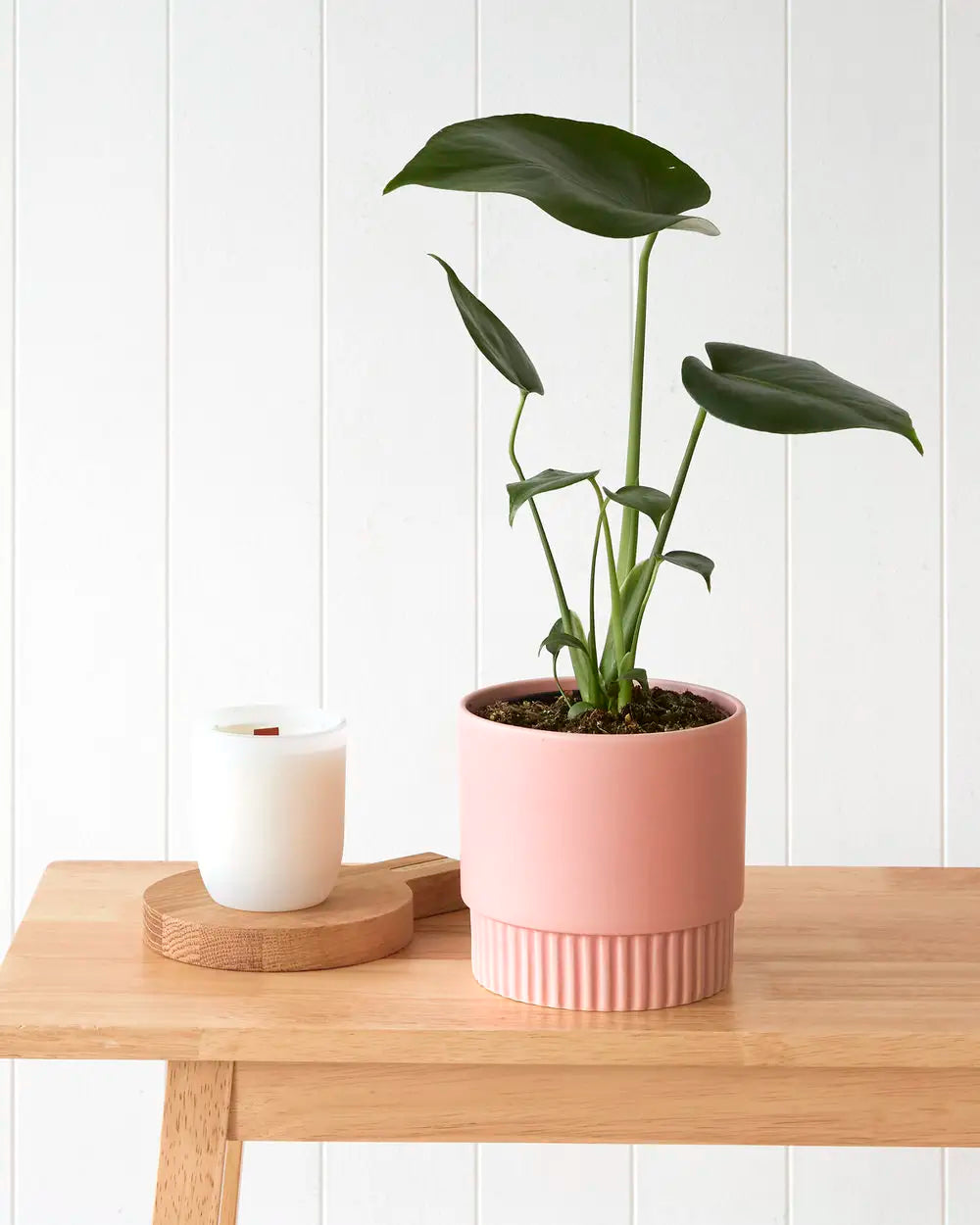 Monstera Deliciosa in Ribbed Pink Pot (120mm)