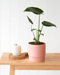Monstera Deliciosa in Ribbed Pink Pot (120mm)