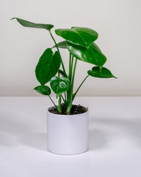 Monstera Deliciosa in White Pot (120mm)