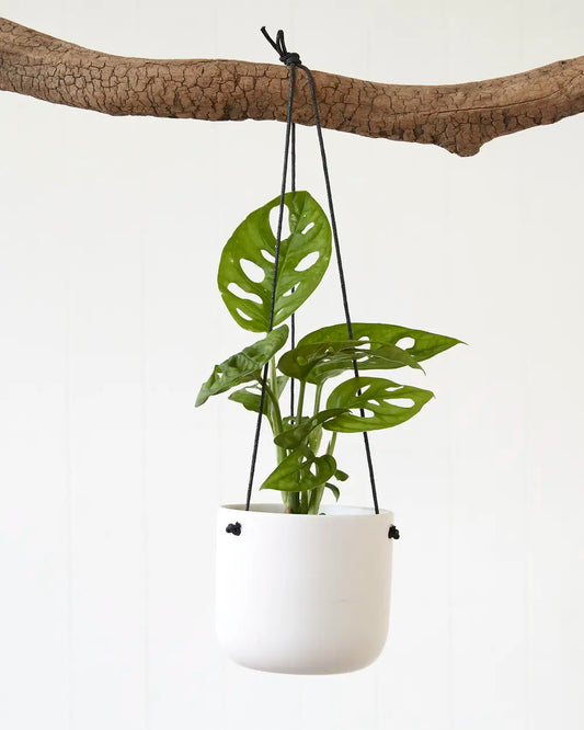 Monstera Adansonii “Monkey Mask” (95mm)