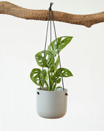 Monstera Adansonii “Monkey Mask” (95mm)