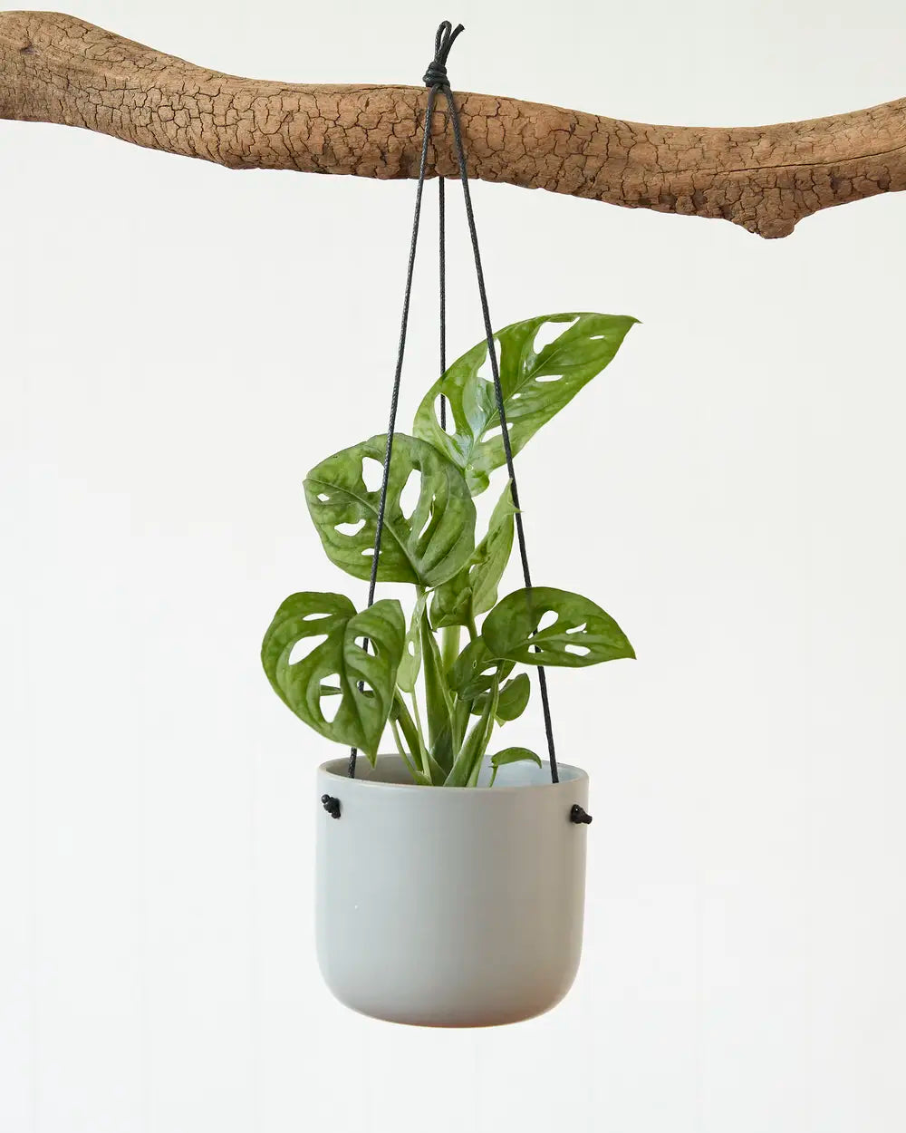 Monstera Adansonii “Monkey Mask” (95mm)