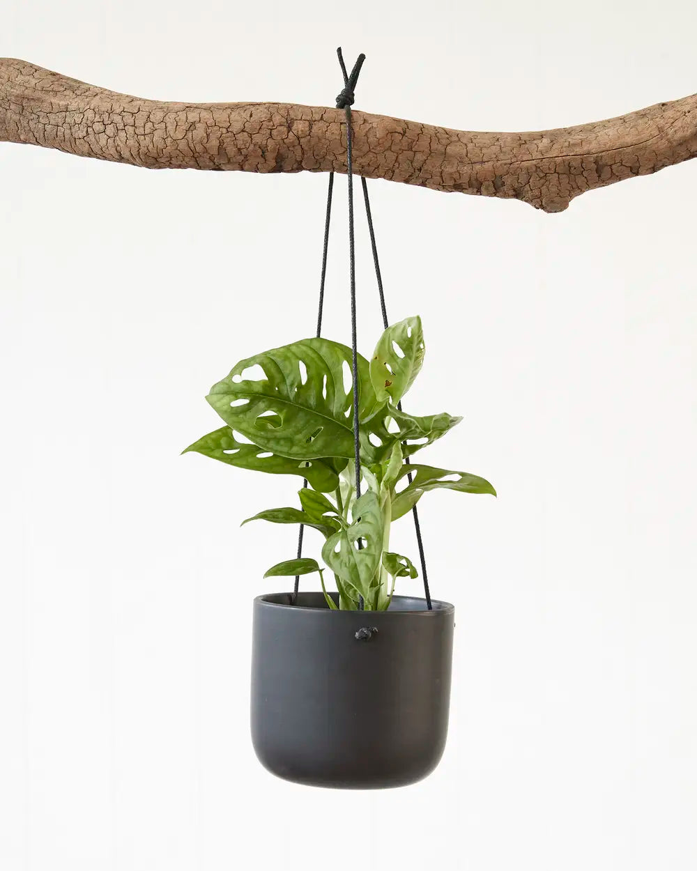 Monstera Adansonii “Monkey Mask” (95mm)
