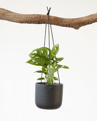 Monstera Adansonii “Monkey Mask” (95mm)