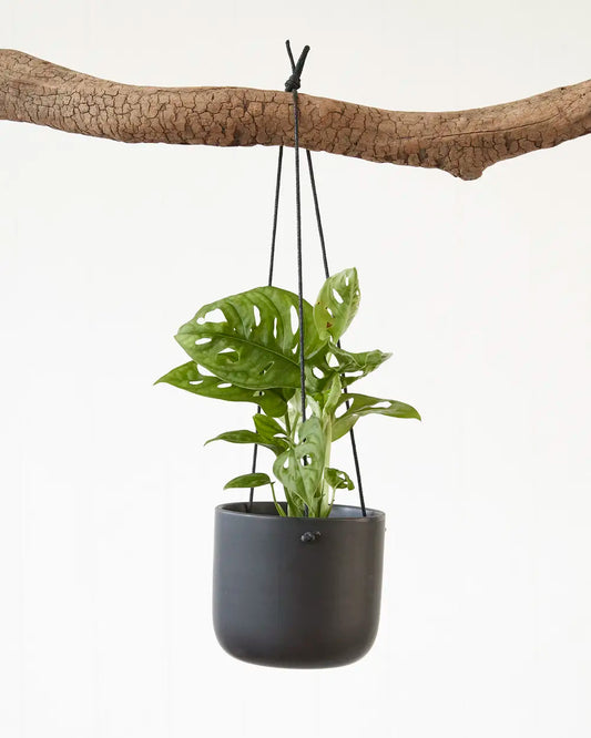 Monstera Adansonii “Monkey Mask” (95mm)