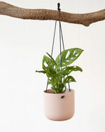 Monstera Adansonii “Monkey Mask” (95mm)