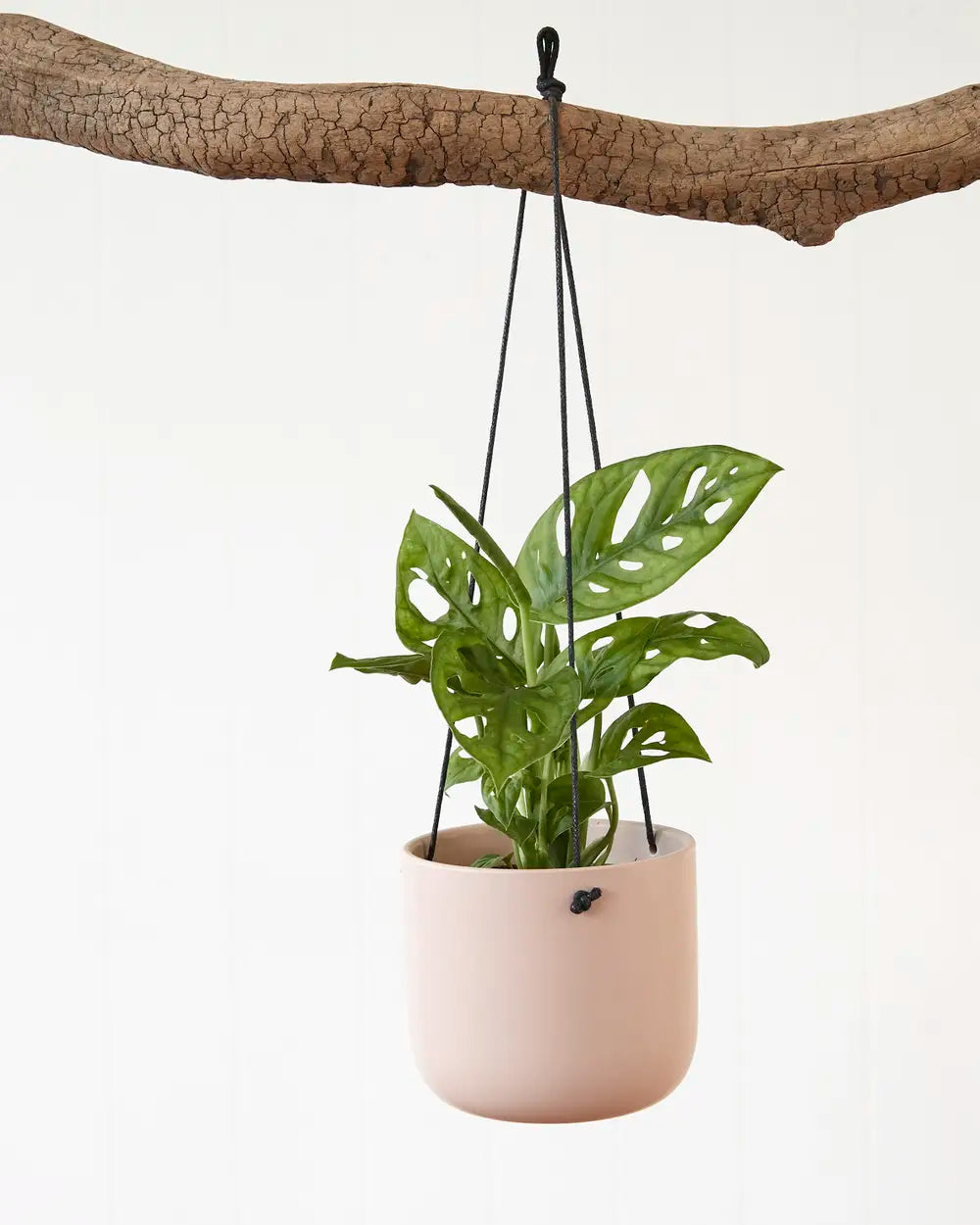Monstera Adansonii “Monkey Mask” (95mm)