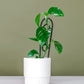Devil’s Ivy in White Ribbed Pot (120mm)