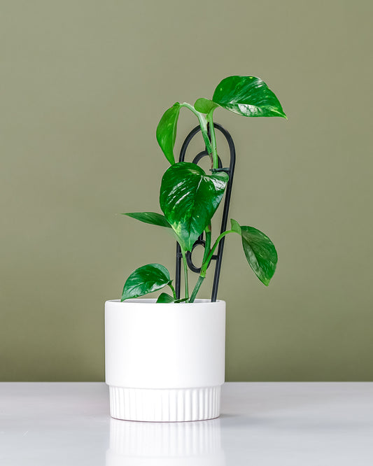 Devil’s Ivy in White Ribbed Pot (120mm)