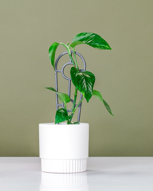 Devil’s Ivy in White Ribbed Pot (120mm)