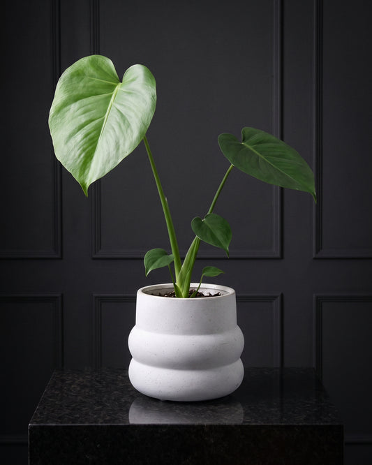 Monstera Deliciosa in a speckled white pot on a charcoal plinth