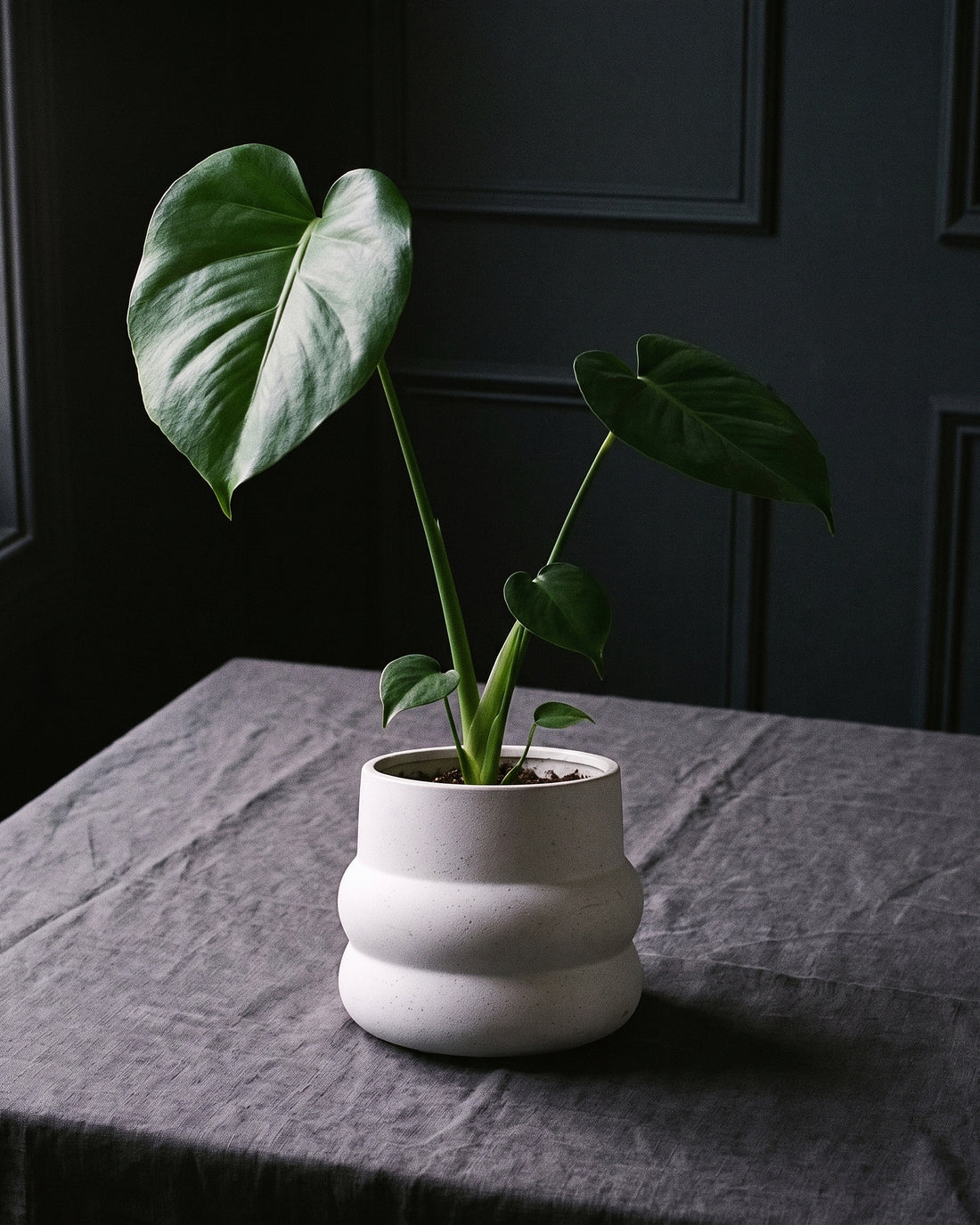Monstera Deliciosa in a speckled white pot on charcoal linen