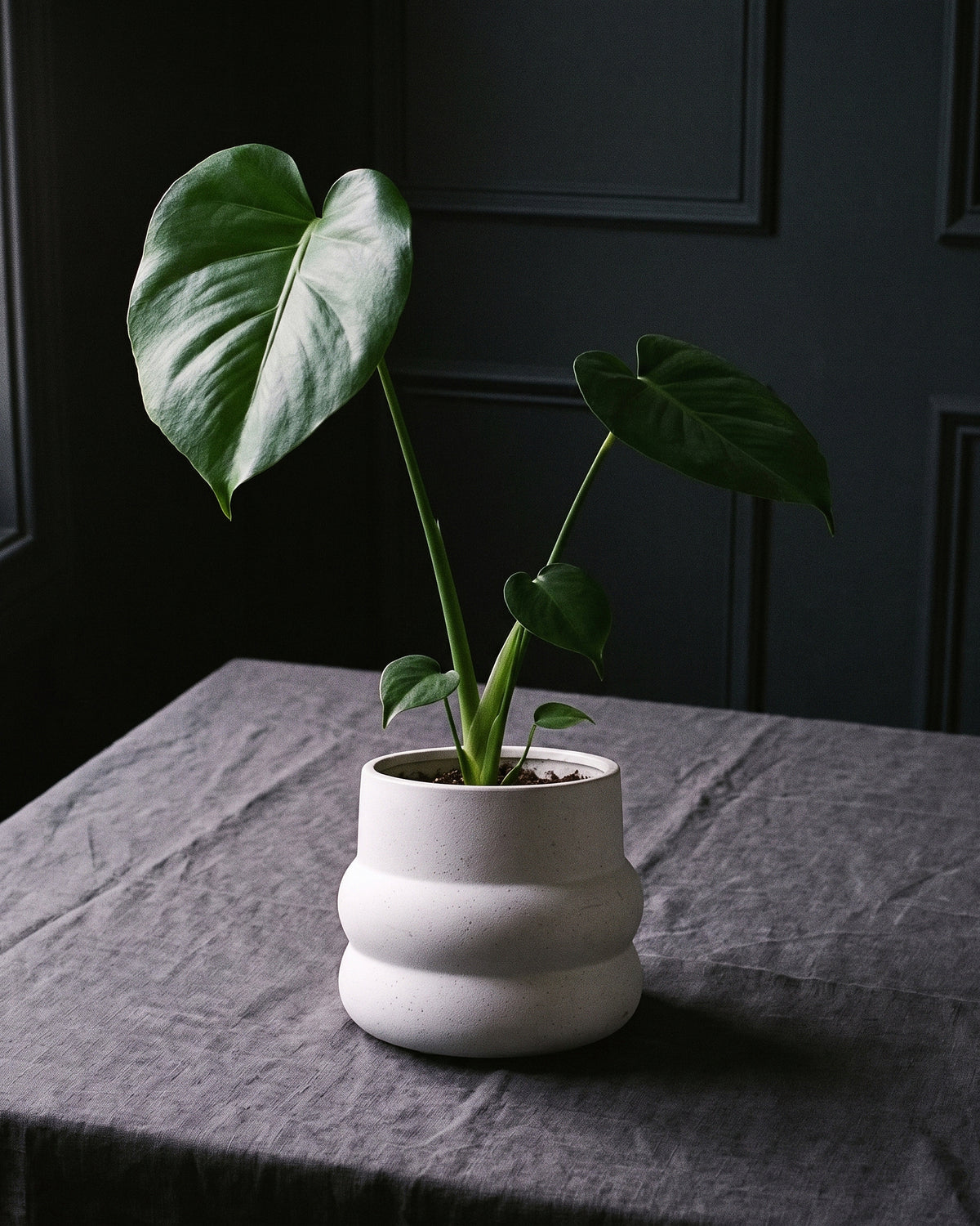 Monstera Deliciosa in a speckled white pot on charcoal linen