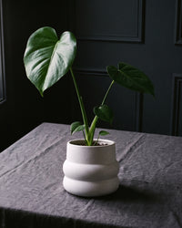 Monstera Deliciosa in a speckled white pot on charcoal linen